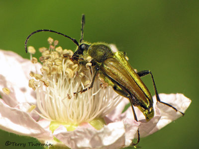 Cosmosalia chrysocoma - Long-horned beetle 1a.jpg