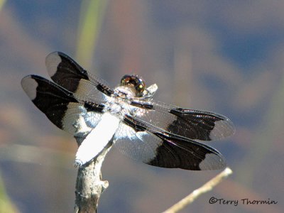 Plathemis lydia - Common Whitetail 3b.jpg