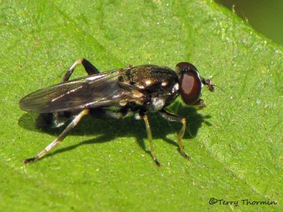 Xylota sp. - Flower Fly A1b.jpg