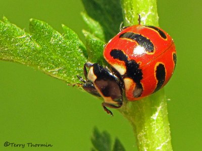 Coccinella trifasciata - Three-banded Lady Beetle 2a.jpg