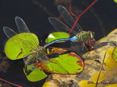 Anax junius - Common Green Darner pair ovipositing 3a.jpg