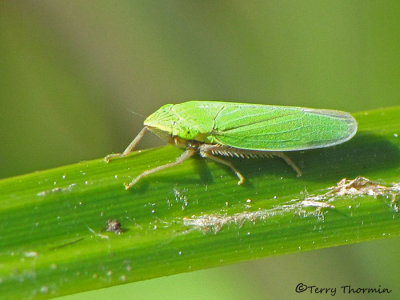 Draeculacephala sp. - Cicadellidae - Leafhopper A1a.jpg