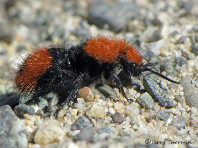 Velvet Ants - Mutillidae of B.C.