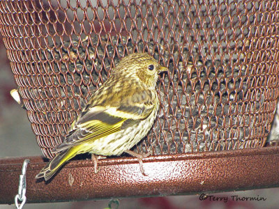 Pine Siskin at feeder 1a.jpg