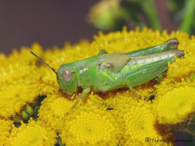 Melanoplus sp. - Spur-throated grasshopper nymph A1a.jpg