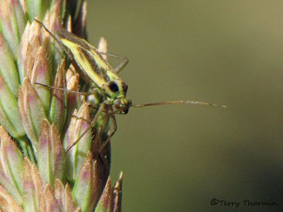 Miridae - Plant bug A1a.jpg