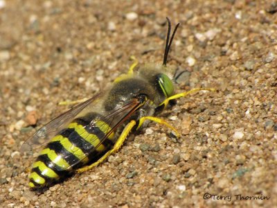 Bembix americana - Sand Wasp female 9a.jpg