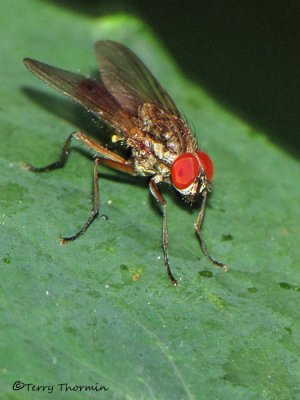 Anthomyiidae - Root Maggot Fly A1a.jpg