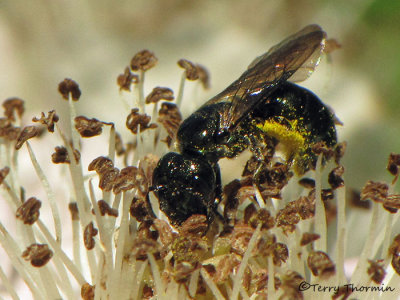 Ceratina sp. - Small carpenter bee A1a.jpg