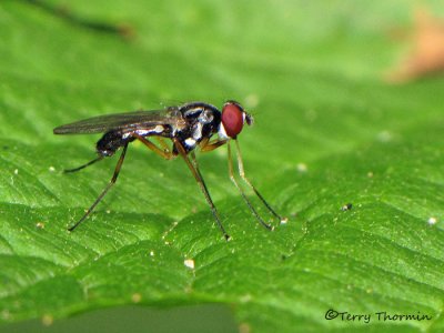 Tanypezidae - Tanypezid flies of B.C.