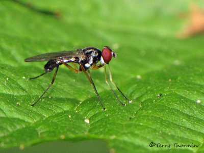 Tanypezidae - Tanypezid flies of B.C.