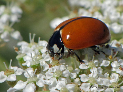 Coccinella septempunctata - Seven-spotted Lady Beetle 5a.jpg