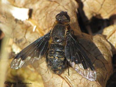 Bombyliidae - Bee fly C1a.jpg