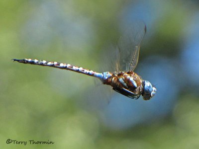 Rhionaecshna  multicolor - Blue-eyed Darner in flight 3a.jpg