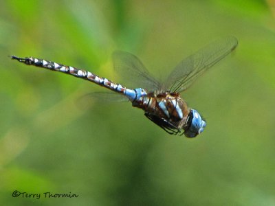 Rhionaecshna multicolor - Blue-eyed Darner in flight 2a.jpg