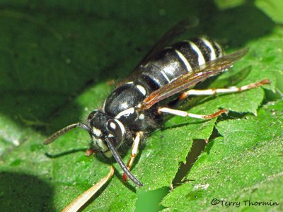 Dolichovespula adulterina - Parasitic Yellowjacket 1b.jpg