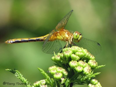 Sympetrum obtrusum - White-faced Meadowhawk immature female 1a.jpg