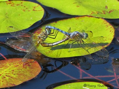 Pachydiplax longipennis - Blue Dasher pair mating 1a.jpg