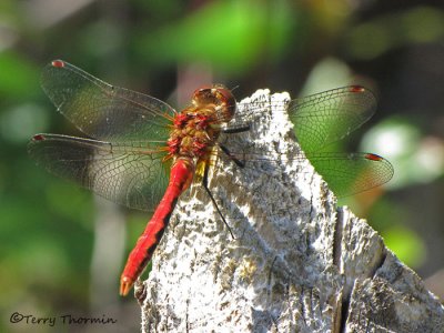 Sympetrum pallipes - Striped Meadowhawk 4a.jpg