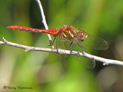 Sympetrum pallipes - Striped Meadowhawk 3a.jpg