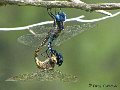 Rhionaecshna  multicolor - Blue-eyed Darner pair mating 1a.jpg