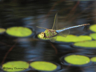 Anax junius - Common Green Darner in flight 1a.jpg