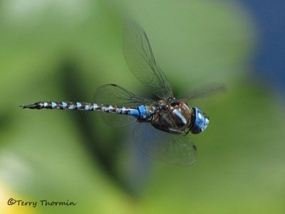 Rhionaecshna  multicolor - Blue-eyed Darner in flight 4b.jpg