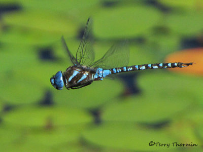 Rhionaecshna  multicolor - Blue-eyed Darner in flight 6a.jpg