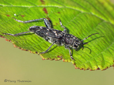 Xylotrechus nauticus - Long-horned Beetle A2a.jpg