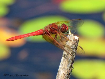 Sympetrum illotum - Cardinal Meadowhawk 11a.jpg