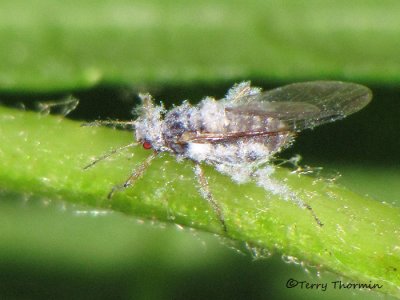 Eriosoma sp - Woolly aphid A1a.jpg