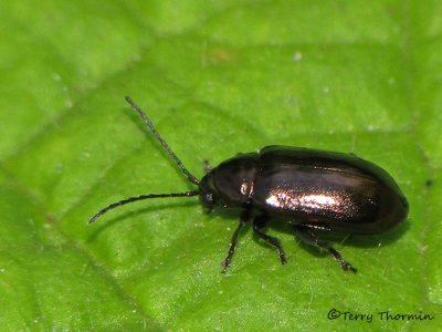 Leaf Beetles - Chrysomelidae of B,C,