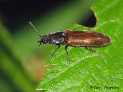 Elateridae - Click Beetle B1a.jpg
