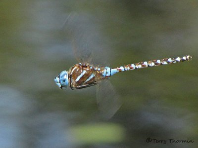 Rhionaecshna  multicolor - Blue-eyed Darner female in flight 1a.jpg