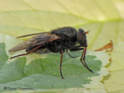 Pseudoerinna jonesi - Pelecorhynchid fly 1a.jpg