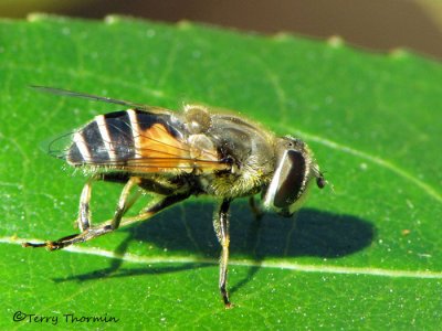 Eristalis arbustorum - Flower Fly female 1a.jpg