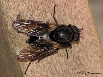 Bequaertomyia jonesi - Pelecorhynchid fly 2a.JPG