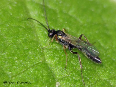 Ichneumonidae - Ichneumon Wasp B1a.jpg