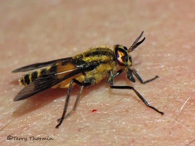 Horse Flies and Deer Flies - Tabanidae of B.C.