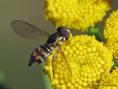Toxomerus sp. - Flower Fly A2a.jpg