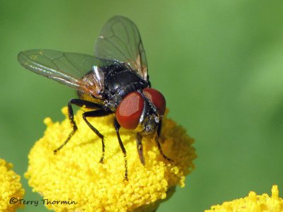 Phasia sp. - Tachinid fly A2a.jpg