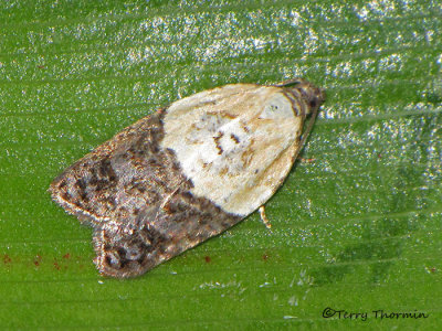 Acleris gloverana - Western Black-headed Budworm 1a.jpg