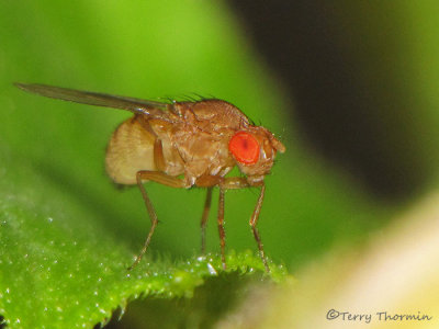 Small Fruit Flies - Drosophilidae od B.C.