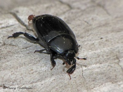 Clown Beetles - Histeridae of B.C.