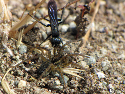 Spider Wasps - Pompilidae of B.C.
