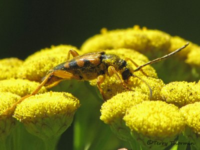 Cerambycidae - Longhorned Beetle A1a.jpg
