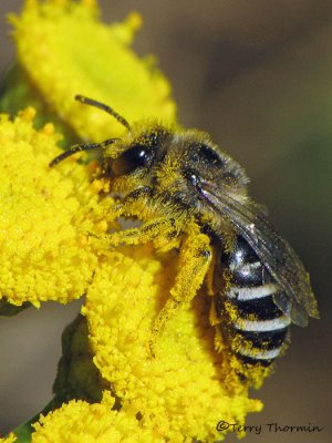 Lasioglossum zonulum - Halictid bee 1a.jpg