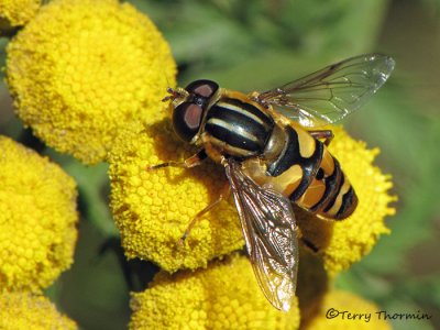 Helophilus sp. - Flower fly A2a.jpg