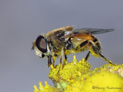 Eristalis arbustorum - Flower Fly 1 .jpg