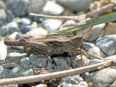 Pygmy Grasshoppers - Tetrigidae of B.C.